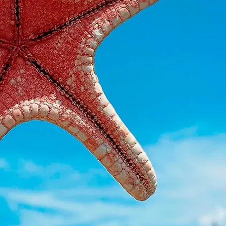 Appart hôtel çırpan Apart